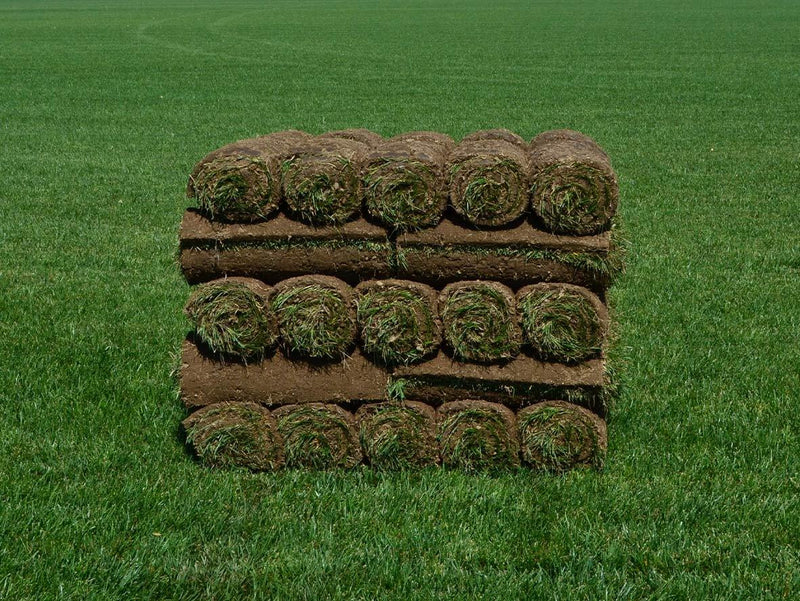 Elite Tall Fescue Sod