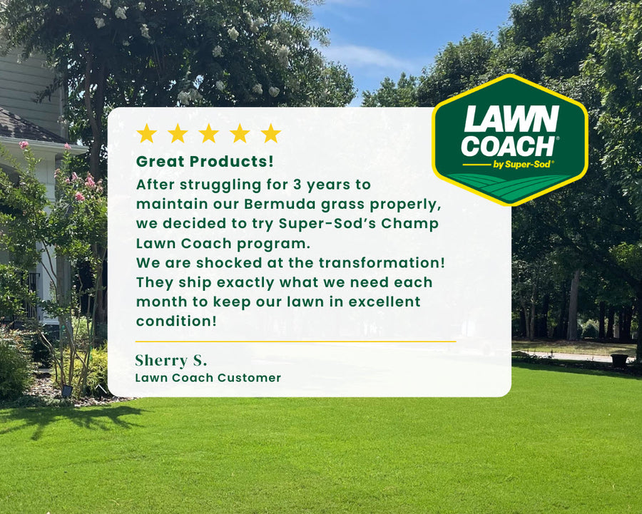 Champ Lawn Coach para Bermuda, Centipede, Zoysia, Tall Fescue