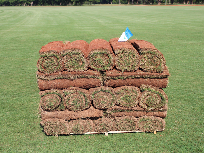 TifTuf Bermuda Sod