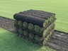 Zenith Zoysia Sod