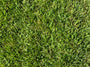 Zenith Zoysia Sod